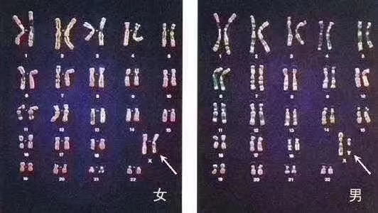 三代试管技术—试管♂男宝宝♀女宝宝的秘密都在这了