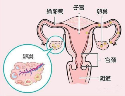 黄体功能不全者做三代试管，成功好孕几率多大?