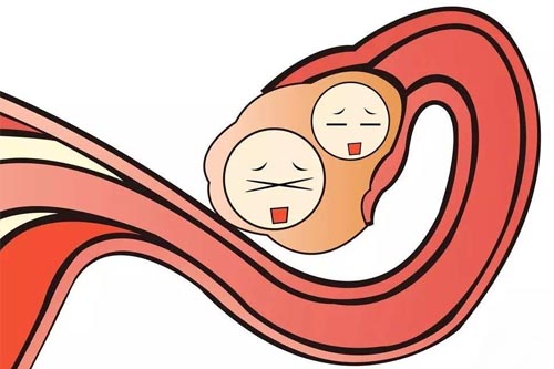 想要做第三代试管婴儿，女性需要有多少颗卵子才能成功率高